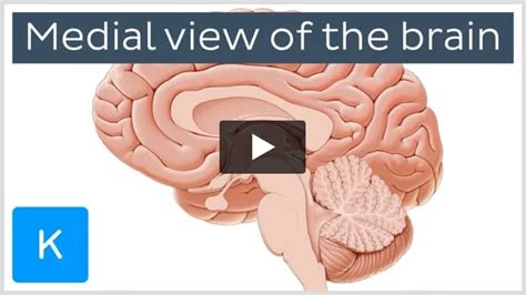 Calcarine sulcus: Anatomy and function | Kenhub