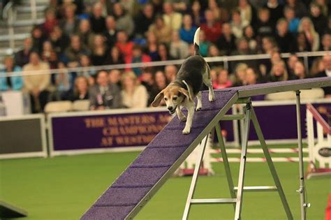 Agility action at Westminster Kennel Club Dog Show Photos - [##do_not_translate_show_name ...