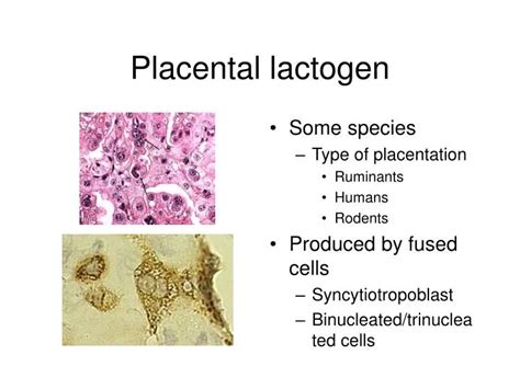 PPT - Placental lactogen PowerPoint Presentation, free download - ID ...