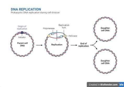 DNA Replication: Steps and Mechanism • Microbe Online