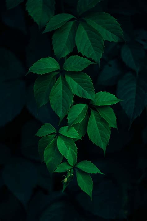 特写, 照片, 绿色, 淮北市叶菜, 植物, 绿叶植物, 叶, 树叶, 免版税, CC0, 公共领域 | Piqsels