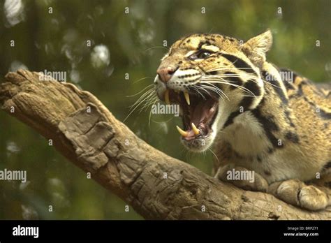 Clouded leopard teeth hi-res stock photography and images - Alamy