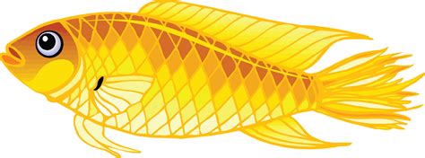 gold fish PNG image