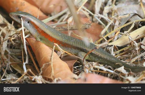 Common Sun Skink Swamp Image & Photo (Free Trial) | Bigstock