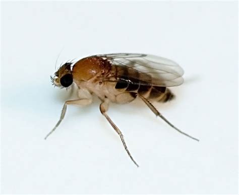 Phorid/Humpbacked/Scuttle/Coffin Fly - Get Lost Pest Control