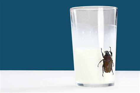 Cockroach milk is the new superfood of the future - Olive Press News Spain