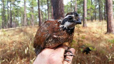 Bobwhite Quail | NC State Extension Publications