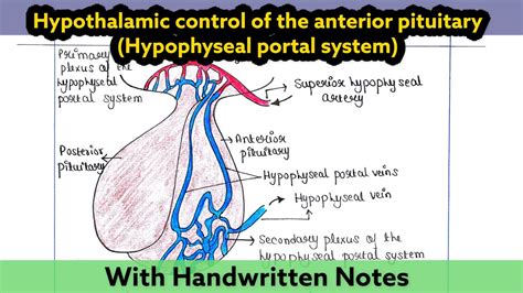 Hypothalamic control of anterior pituitary | Hypophyseal portal system ...