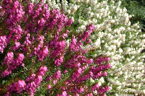 Erica,flowers,spring,free pictures, free photos - free image from ...