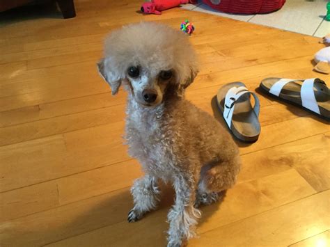 WANTED Pictures of Poodles with shaved ears - Page 2 - Poodle Forum - Standard Poodle, Toy ...