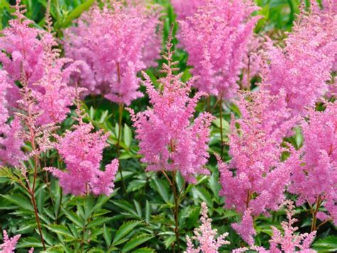 Farbenfrohe Schattenpflanzen für Ihren Garten