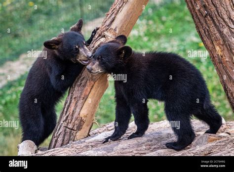 Baby black bear playing in the tree Stock Photo - Alamy