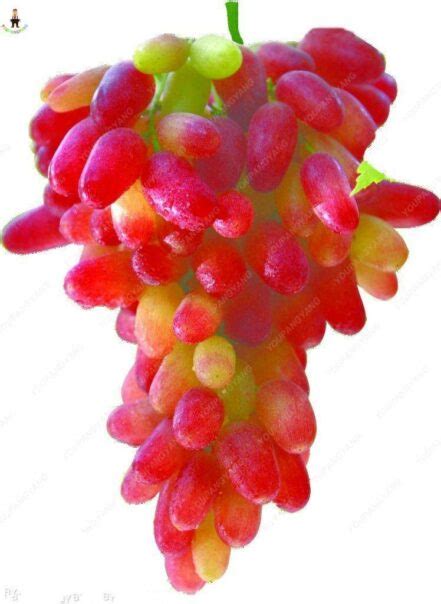 100pcs Dwarf Tree Fruit Seeds OutletTrends.com Free Shipping Up to 70% OFF