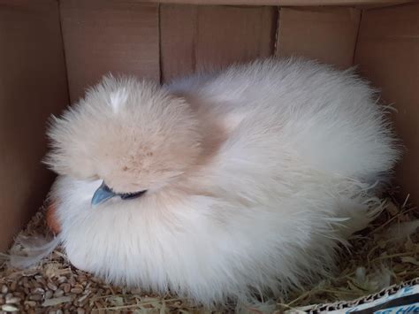 First time broody pet Silkie!! She is so adorable! : r/chickens