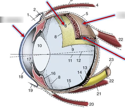 Canine Eye Diagram | Quizlet