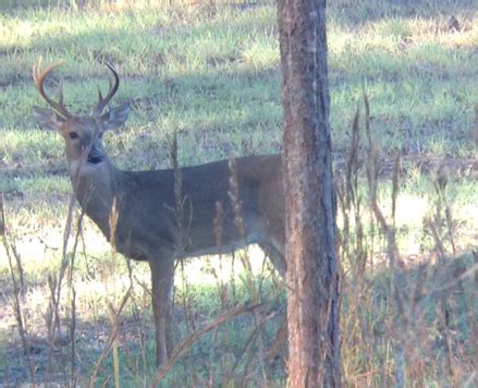 Newton County, MS Hunting Lease - Legacy Wildlife