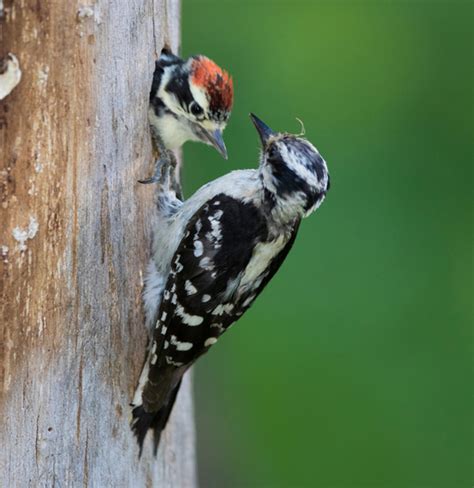 Downy Woodpecker Facts | CRITTERFACTS