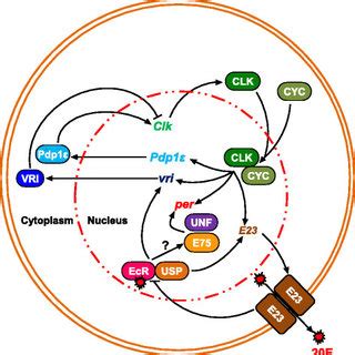 (PDF) Recent progress in understanding the role of ecdysteroids in ...