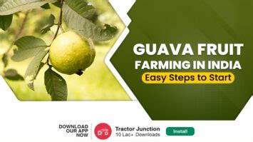 Guava Fruit Farming in India - Tips, Benefits & Yield