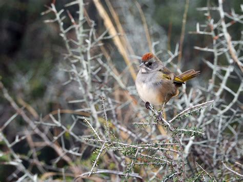 Green-tailed Towhee - eBird