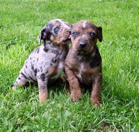 Catahoula Cur vs Beauceron - Breed Comparison | MyDogBreeds