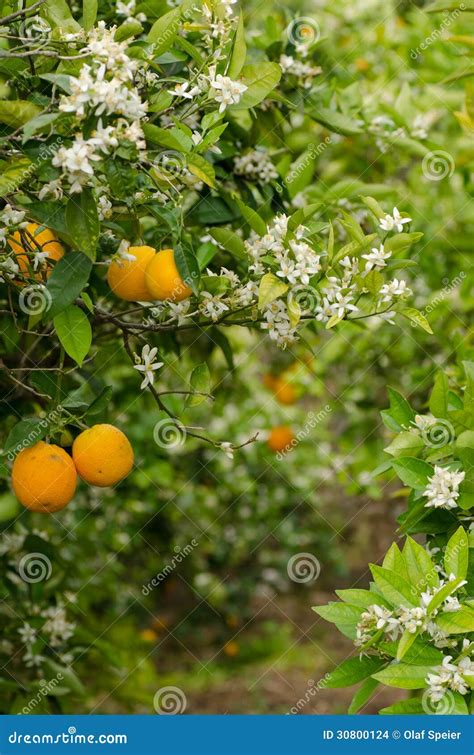 Orange tree blossom stock photo. Image of plantation - 30800124