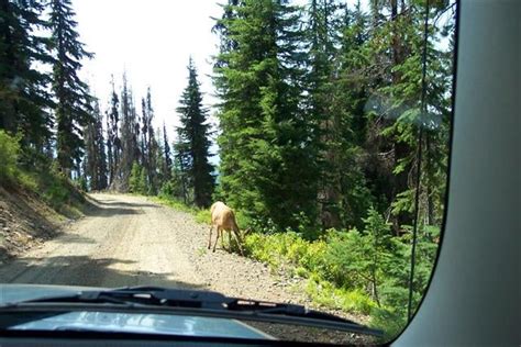 Lolo Motorway, Magruder Corridor - Idaho - Toyota FJ Cruiser Forum