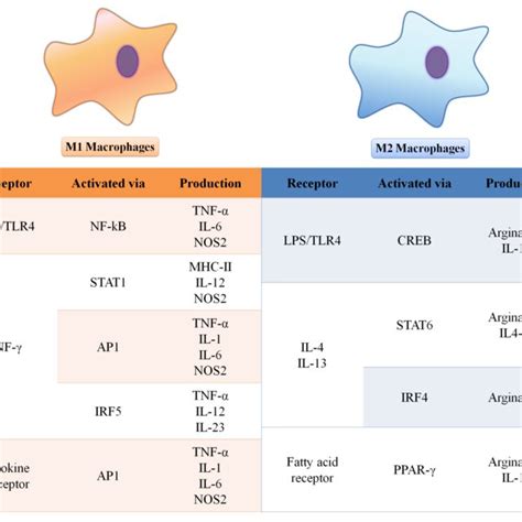 (PDF) Macrophage Polarization: Implications on Metabolic Diseases and the Role of Exercise