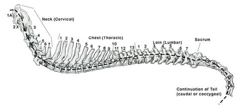 Is A Dogs Tail Part Of The Spine