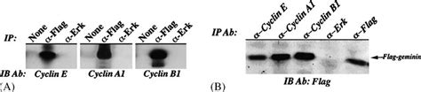 Geminin interacts with several cyclins. (A) Immunoprecipitation of... | Download Scientific Diagram