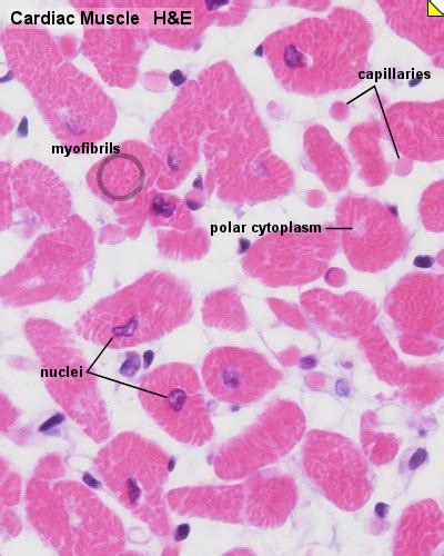 Cardiac Muscle Histology - Embryology