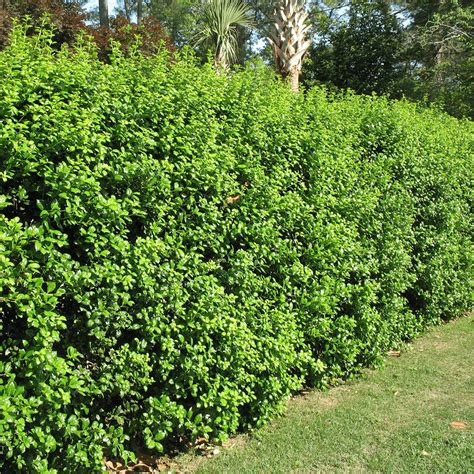 Steeds Holly Shrubs | Holly shrub, Shrubs for privacy, Evergreen shrubs