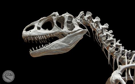 BrantWorks: Allosaurus skull