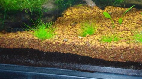 Choosing the Right Aquarium Substrate: Keeping Your Gravel Clean | Fishkeeping Advice