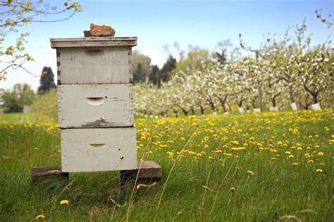 A digital beehive could warn beekeepers when their hives are under attack