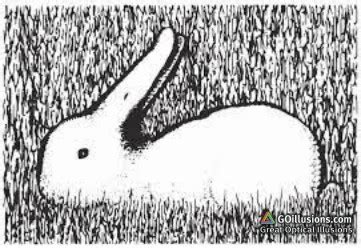 Great Optical Illusions, Funny Photos and Images, Brain Teasers, Puzzles: Rabbit or Duck ...