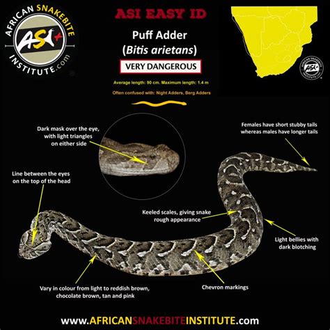 How to recognise Limpopo’s most dangerous snakes - Review