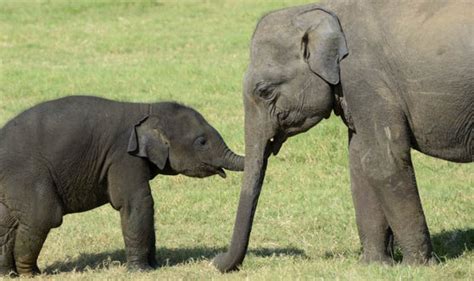 Elephants reveal shocking levels of intelligence in self-awareness experiments | Nature | News ...