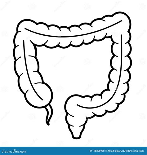 Large Intestine Image Anatomy