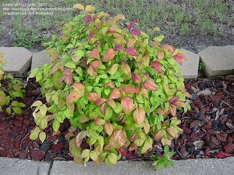 PlantFiles Pictures: Nandina, Dwarf Nandina, Dwarf Heavenly Bamboo ...