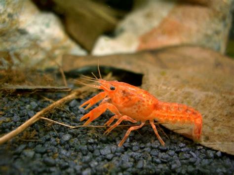 Dwarf Crayfish Care: Tank Mates, Food, Size & More