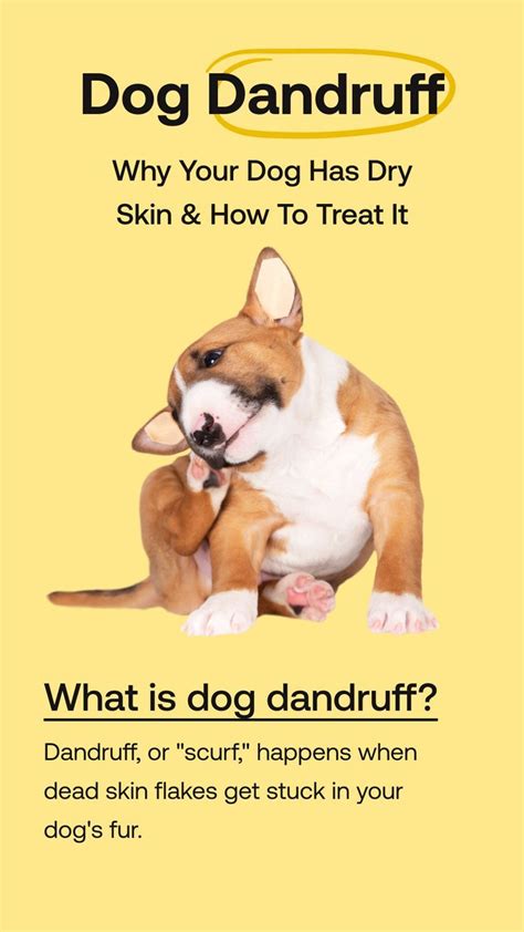 Dog Dandruff: Why Your Dog Has Dry Skin & How To Treat It | Dog dandruff, Dog dry skin, Dog dry ...