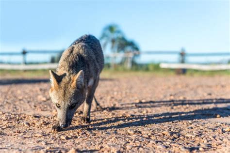 The 6 Best Places to See Wildlife in Argentina