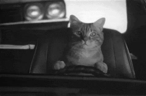 cats driving cars driving gif | WiffleGif