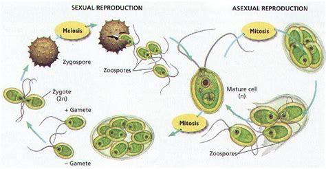 Science Doing: Origin and evolution of sex in lower plants