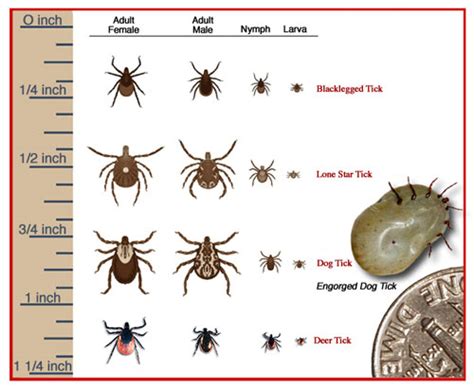 Ticks and Lyme Disease in the Pickering Area – Amberlea Animal Hospital