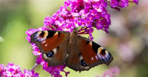 17 of the Best Butterfly Bush Varieties | Gardener's Path