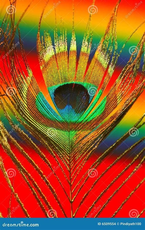 Colorful Peacock Feather stock photo. Image of peacock - 6509554