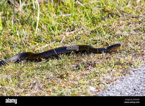 Florida banded water snake, Shark Valley, Everglades National Park ...