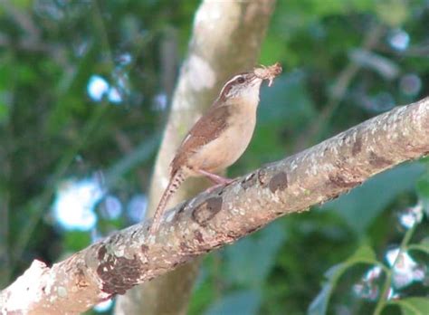 Backyard Birding: Carolina Wren Babies and Nests - PetHelpful